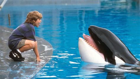 Do killer whales attack humans. Things To Know About Do killer whales attack humans. 